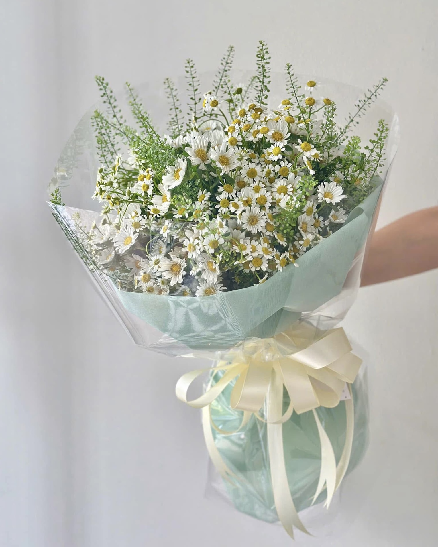 Daisy Dream
