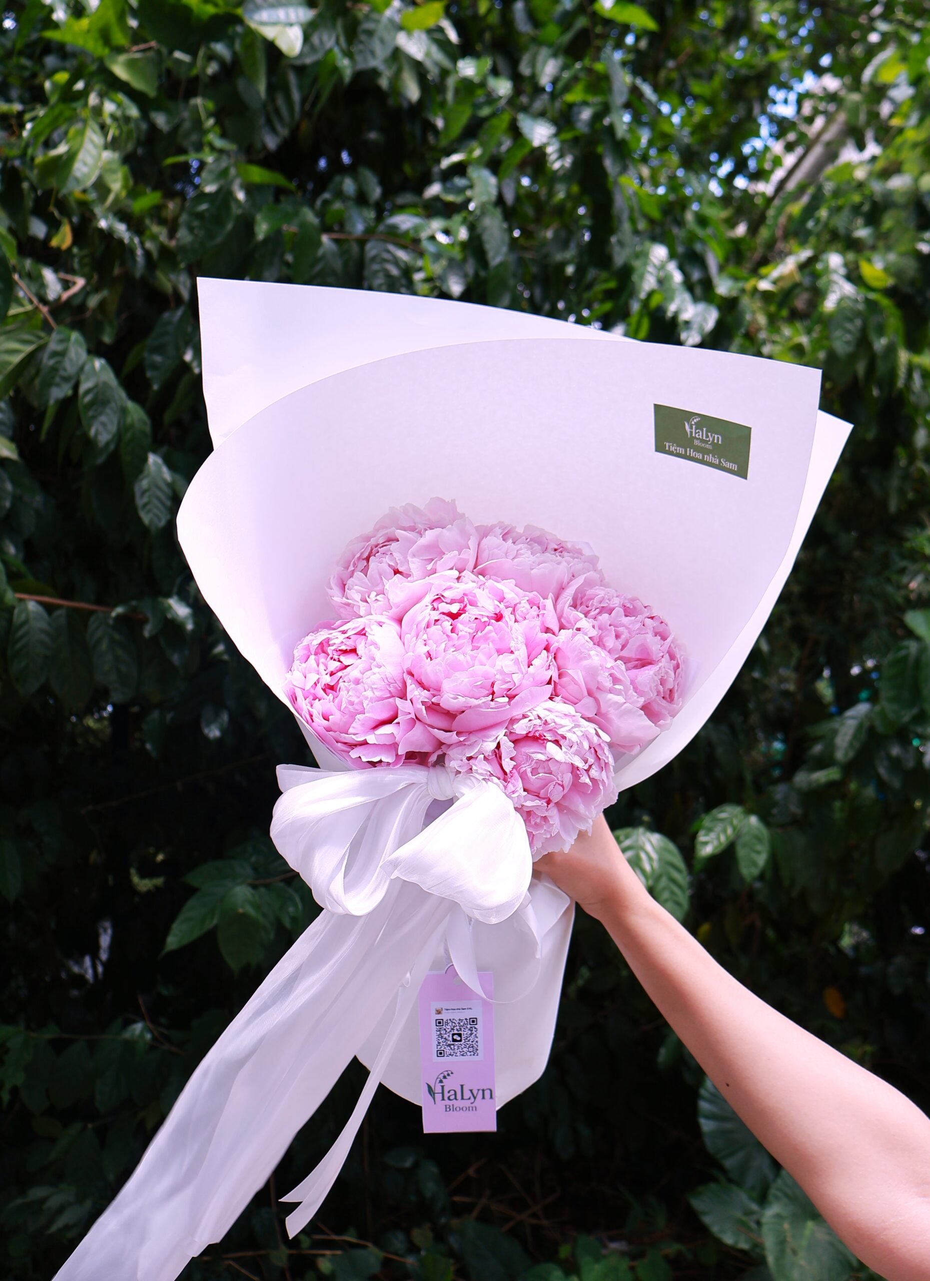 Sweet Peony